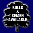 Bulls and Semen Availabe